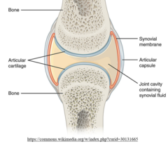 <p>synovial</p>