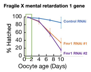 <ul><li><p>experiment: perform RNA-seq and ribosome profiling comparing gene expression in WT vs Fmr1 RNAi oocytes</p></li></ul><p></p>