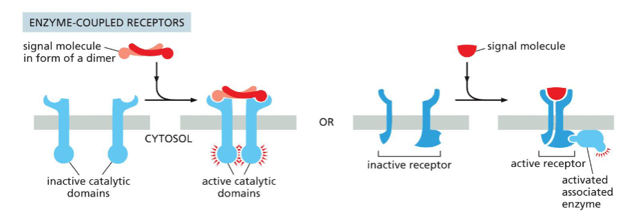 <ol><li><p>a signal molecule in the form of a dimer</p></li><li><p>just a plain signal molecule</p></li></ol><p></p>