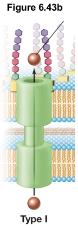 <ul><li><p>Consists of an inner membrane ABC transporter, a periplasmic membrane fusion protein, and an outer membrane channel that forms a continuous conduit across both membranes</p></li><li><p>ATP hydrolysis by the ABC transporter provides the energy required to drive protein export in a single step</p></li><li><p>T1SS is commonly used to secrete molecules such as bacteriocins, biofilm-associated proteins (e.g. LapA), and RTX toxins</p></li></ul><p></p>
