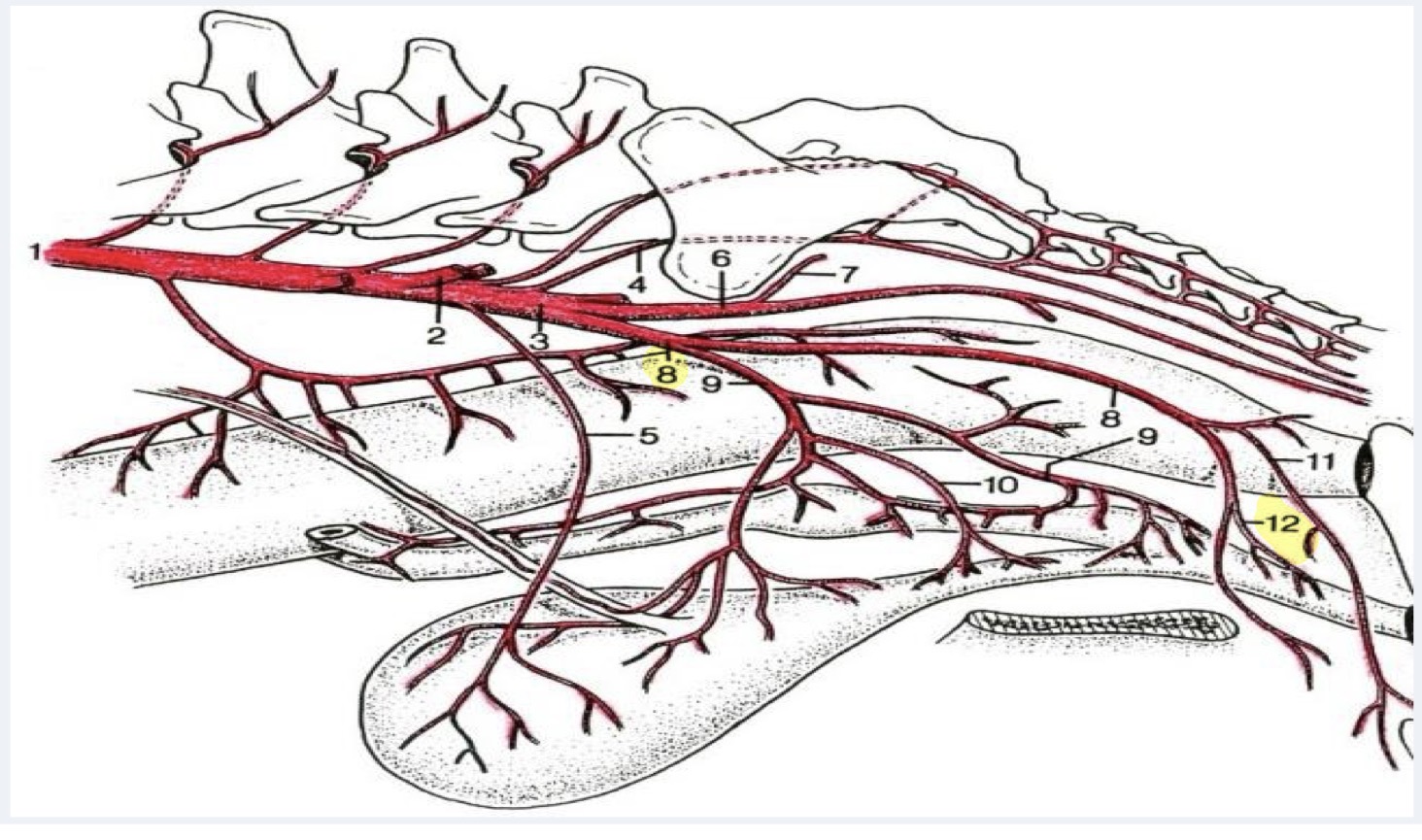 <p>label the highlighted arteries </p>