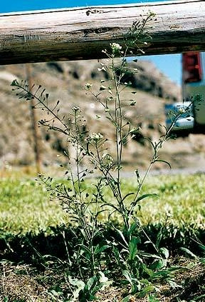 <p>Identify the weed</p>