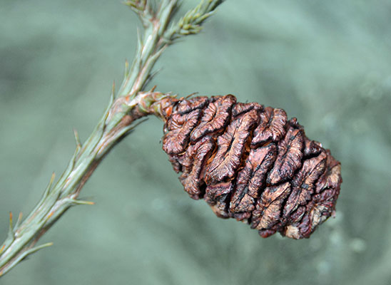 <p>Scale like with sharp-point needles. Larger dense cone. </p>