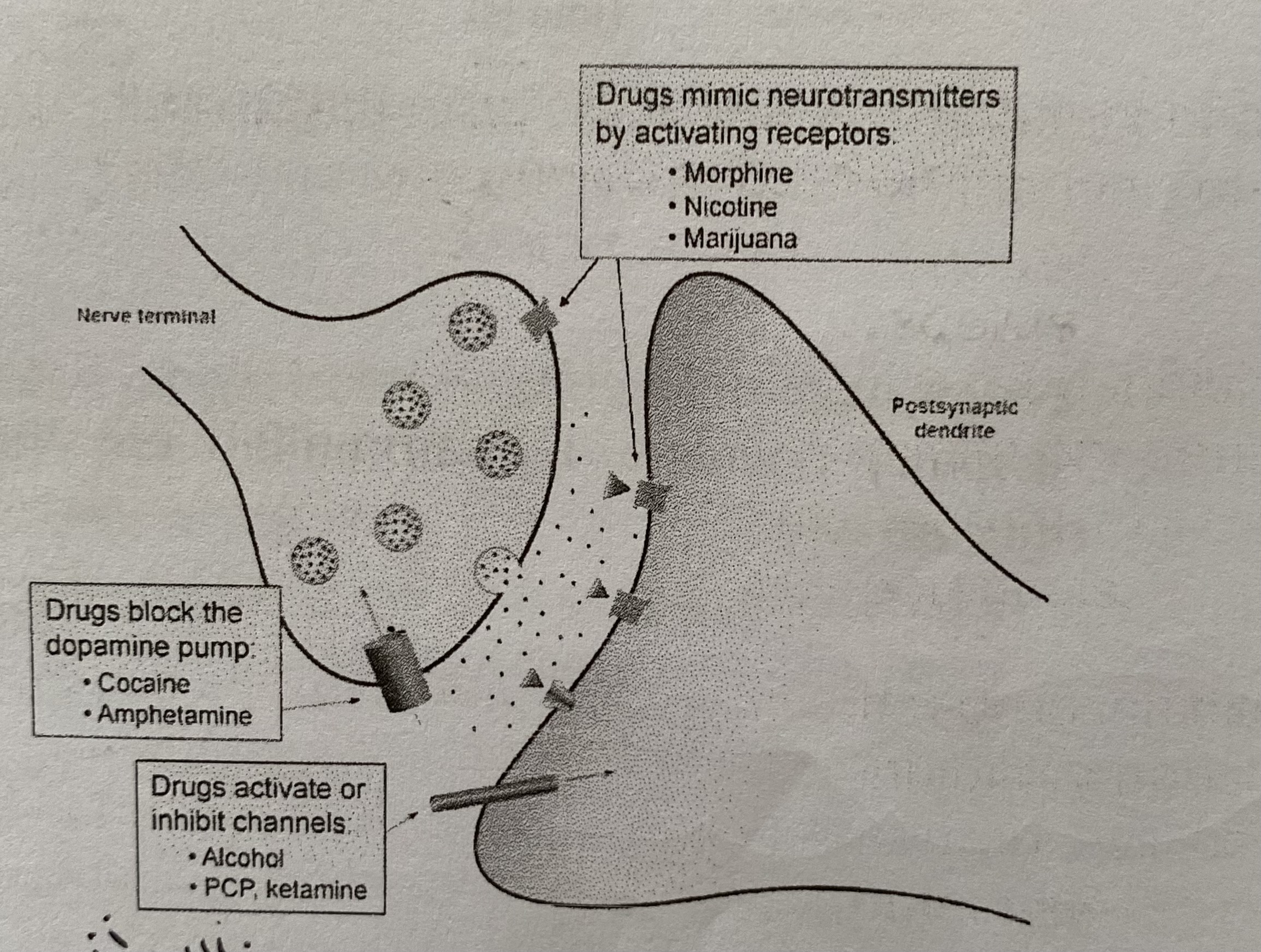 <p>Type of neurotransmitter and synapse</p><ul><li><p>If a drug <strong>inhibits release of an excitatory transmitter</strong>, the postsynaptic neurone will be less likely to fire action potentials</p></li><li><p>If a drug <strong>inhibits release of inhibitory transmitter</strong>, the postsynaptic neurone will be more likely to fire action potentials </p></li></ul><p></p>