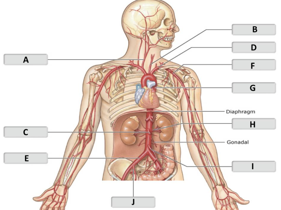 <p>right common carotid artery </p>