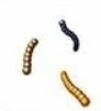 <ul><li><p>Cocci in chains </p></li></ul><p></p>