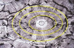 <p>circular layers of calcified matrix</p>