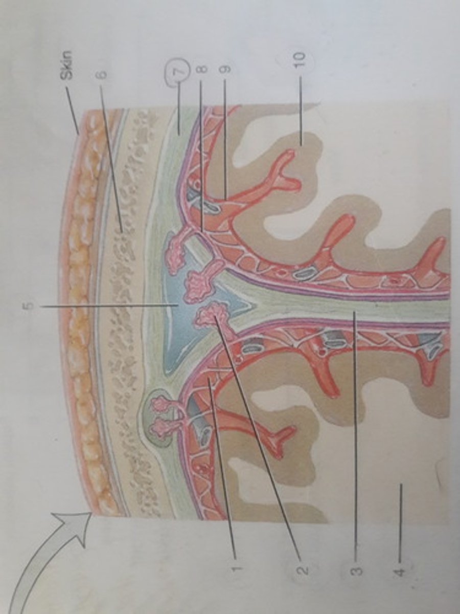 <p>The first meninx (sing) located deep to the cranial bones.</p>
