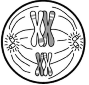 <p>What stage of meiosis is this?</p>