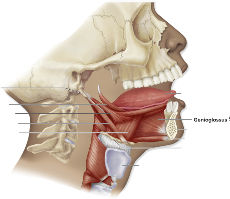 <ul><li><p>sagittal plane</p></li><li><p>origin: mandible</p></li><li><p>inserts: undersurface of tongue</p></li><li><p>depress tongue</p></li><li><p>protract tongue</p></li></ul><p></p>
