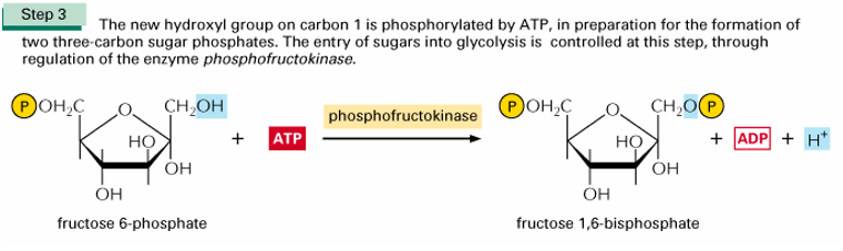 <p>Het fructose6fosfaat krijgt nog een P ingeplant door fosfofructokinase die gebruikt maakt van ATP, deze P komt op de OH groep van de C1 (deze is nu een vrije groep) </p><p>! Dit is een belangrijk stap omdat de glycolyse thv deze stap gereguleerd kan worden</p>