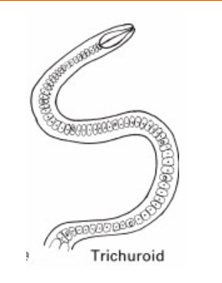 <p>Family under Esophagus Trichuroid</p>