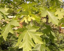 <p>Bigleaf Maple</p>