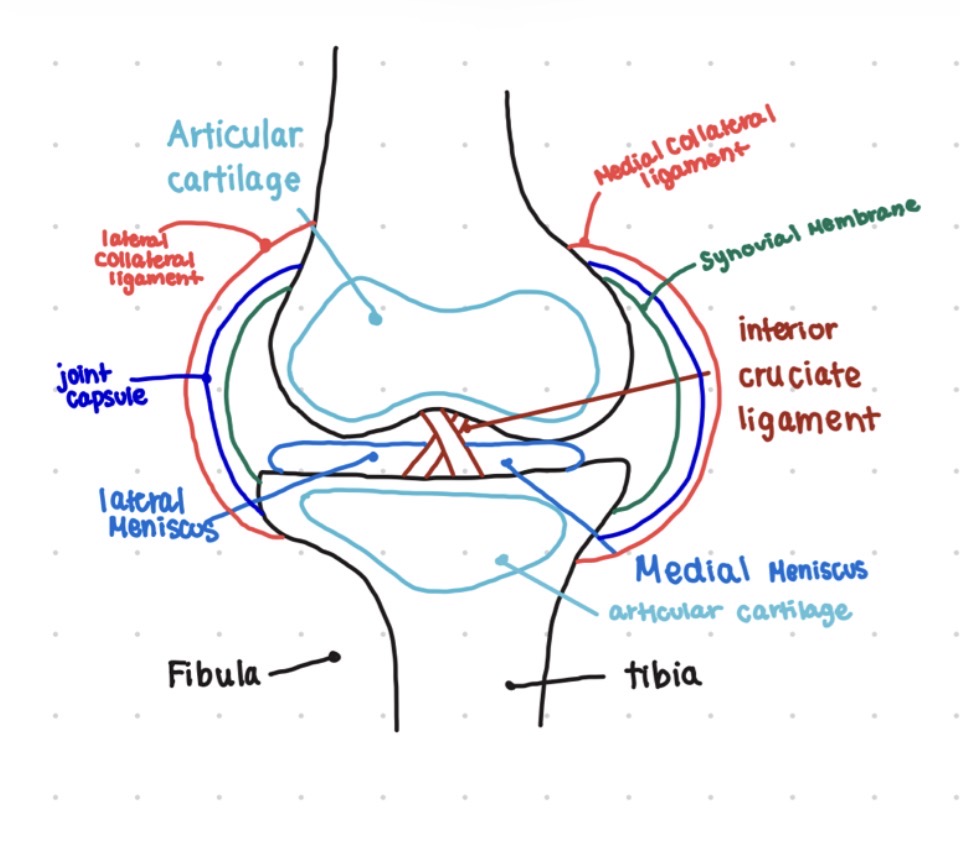 <ol><li><p>Articular Cartilage: Hyaline cartilage&nbsp;</p></li><li><p>Medial &amp; Lateral Meniscus: Fibrocartilage&nbsp;</p></li><li><p>Tiba &amp; Fibula: Bone tissue</p></li><li><p>Ligaments: Dense regular connective tissue&nbsp;</p></li><li><p>Joint capsule: Dense regular connective&nbsp;</p></li><li><p>Synovial Membrane: Areolar connective tissue</p></li></ol><p></p>