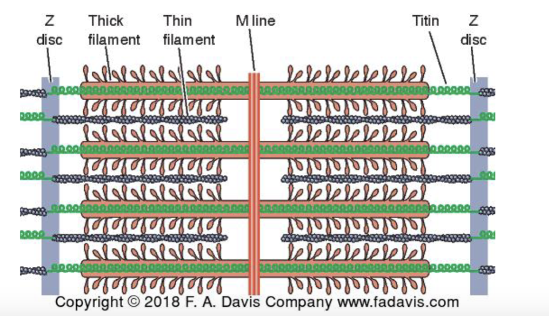 <p><span> Structure of the sarcomere</span></p>