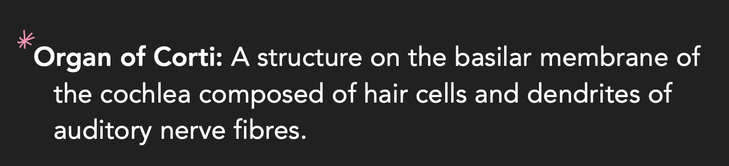 <p>*where transduction of sound energy to a neural signal occurs</p>