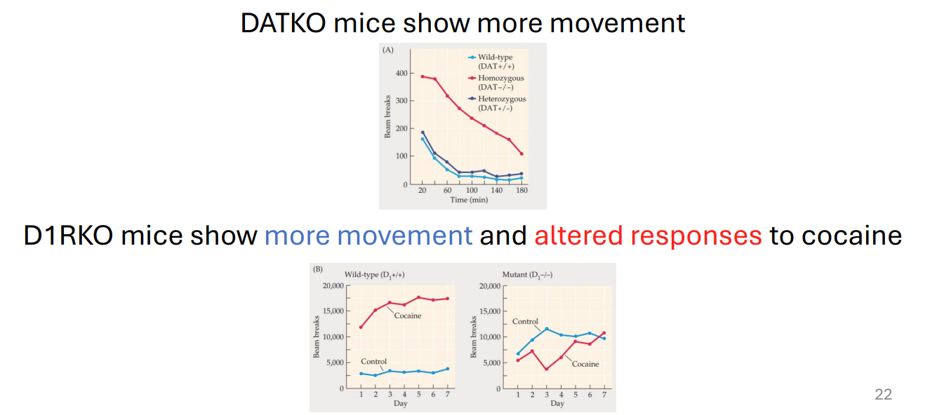 <ul><li><p>DATKO mice show more movement</p></li><li><p>D1RKO mice show <span style="color: blue;">more movement</span> and <span style="color: red;">altered responses</span> to cocaine</p></li></ul><div data-type="horizontalRule"><hr></div><ul><li><p></p></li></ul><p></p>