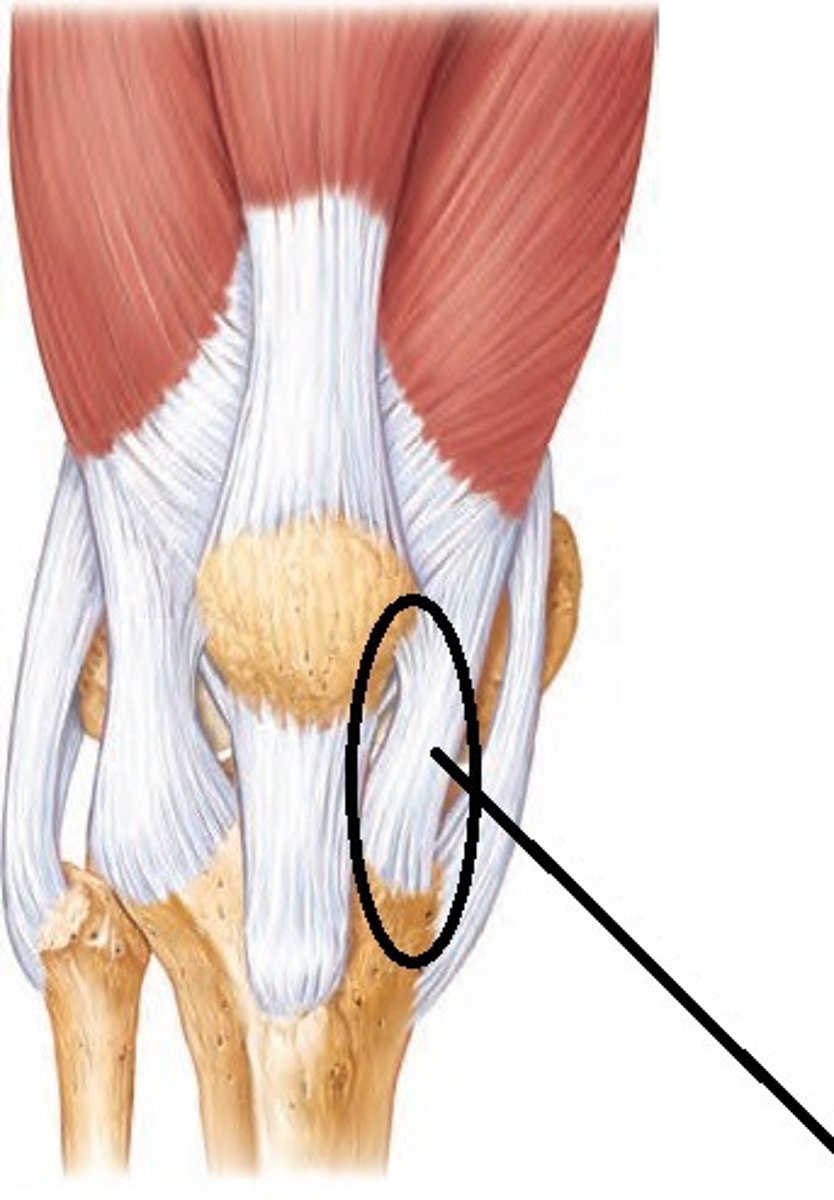 <p>Bands of connective tissue that anchor the patella (kneecap) to the femur and tibia. The retinaculum on the medial side of the knee is thicker and stronger than the one on the lateral side. Together, they form a sort of "track" for the patella to slide up and down during movements of the knee joint. This helps to ensure proper tracking and stability of the patella during activities such as walking, running, and jumping.</p>