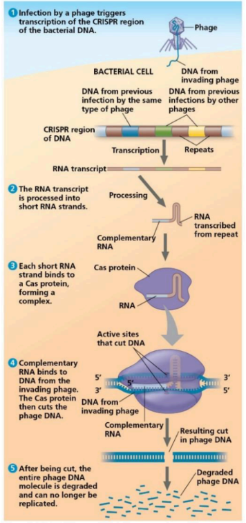 <p>A type of bacterial immune system. A technique for editing genes in living cells, involving a bacterial protein called Cas9 associated with a guide RNA complementary to a gene sequence of interest.</p>