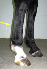 <p>How do you diagnose deep digital flexor tendonitis?</p>