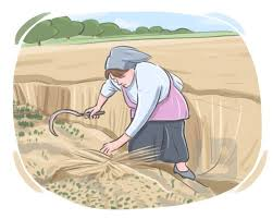 <p>harvest</p>
