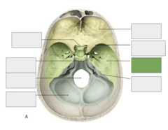 <p>Cranial fossa: this is the</p>