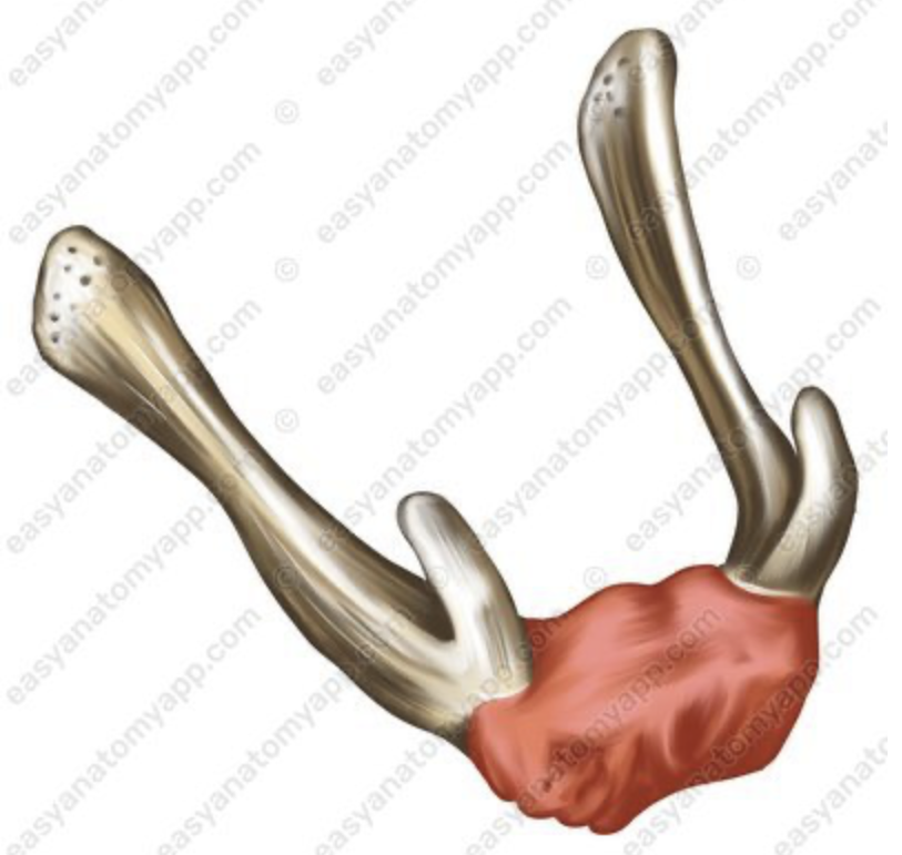 <p>Welk kenmerk is dit?</p>