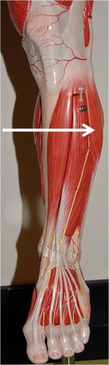 <p>Action - plantarflexion and foot eversion</p>