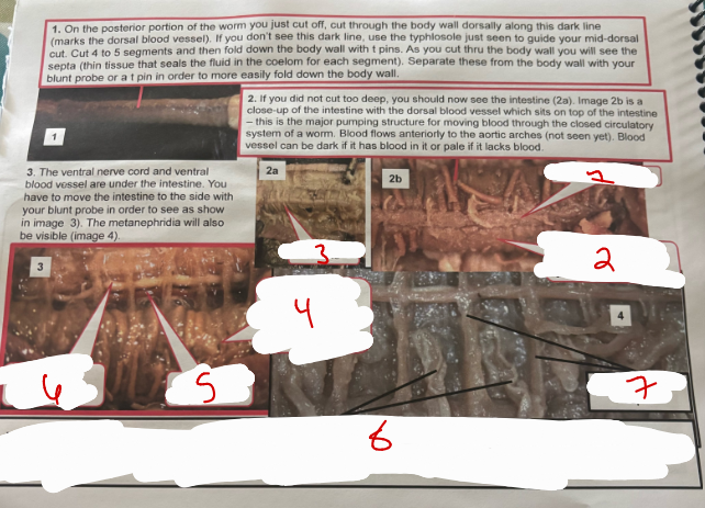 <p>Earthworm Stuff</p>