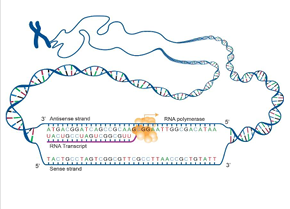 <ul><li><p><strong>RNA polymerase</strong> binds to the <strong>promoter</strong> at the beginning of a gene.</p></li><li><p>DNA unwinds locally, forming two single strands.</p></li><li><p>The <strong>template strand (antisense)</strong> is read in the <strong>3′ → 5′ direction</strong>.</p></li><li><p>RNA is synthesized in the <strong>5′ → 3′ direction</strong>.</p></li><li><p>The mRNA sequence is complementary to the template strand and similar to the coding strand, but RNA uses <strong>U instead of T</strong>.</p></li><li><p>After mRNA is released, the DNA double helix reforms.</p></li></ul><p></p>