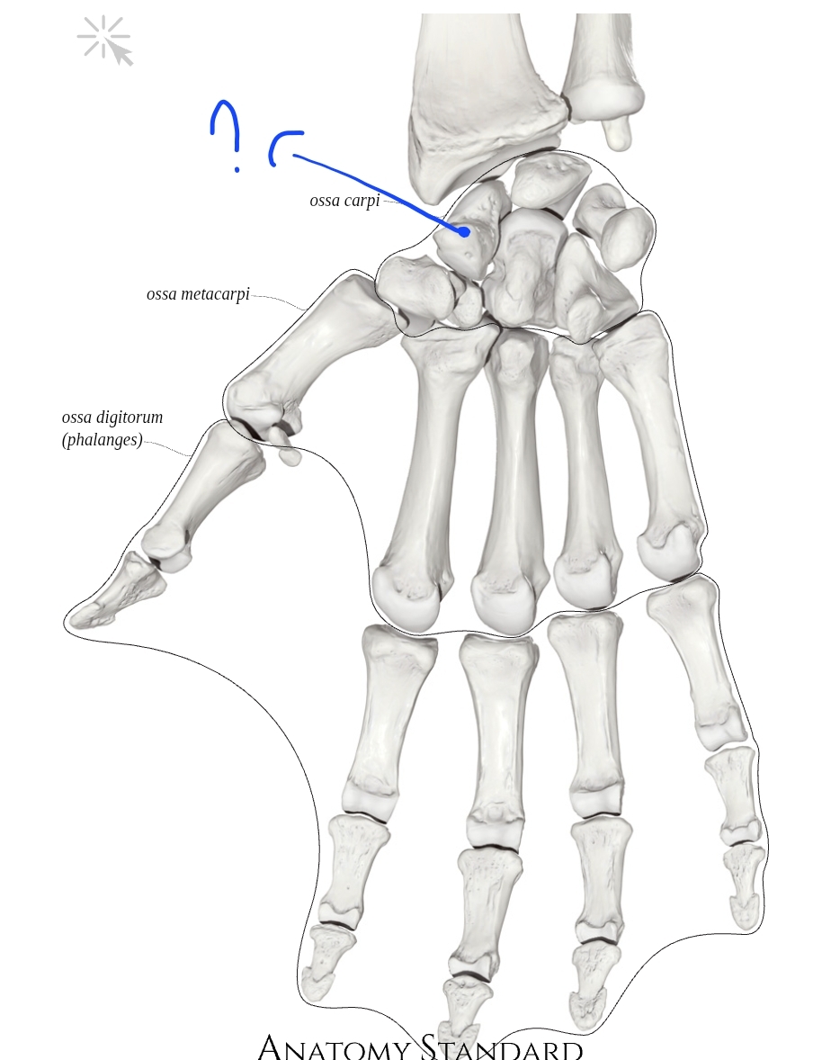 term image