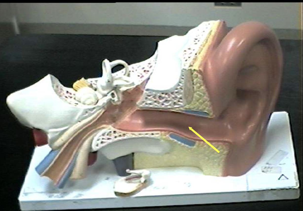 <p>Identify the ear parts. </p>