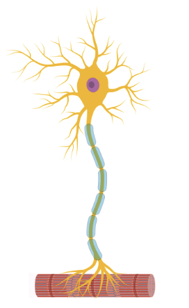 <p>What type of neuron is this?</p>