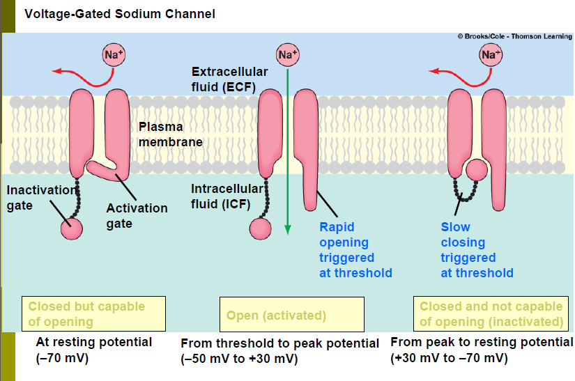 <p>Resting state of voltage-gated Na+ channels</p>