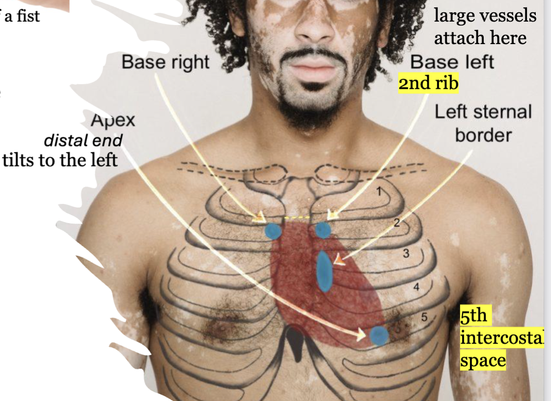 <p>The heart is located in the middle mediastinum of the</p><p>thoracic cavity, within the pericardial cavity.</p><p>The heart is the size of a fist.</p>