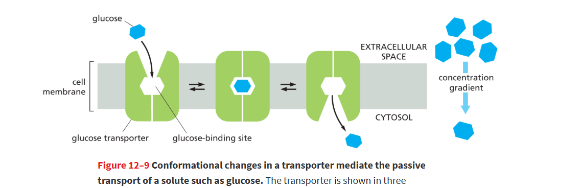 <p> The transporter <strong>changes shape and binds glucose on the side with higher concentration</strong>.</p><ul><li><p>After a <strong>meal:</strong> more glucose outside → glucose <strong>moves into cells</strong>.</p></li><li><p>When <strong>blood glucose is low:</strong> <strong>glucagon</strong> causes liver cells to make glucose → glucose <strong>moves out of cells</strong>.</p></li></ul><p></p>
