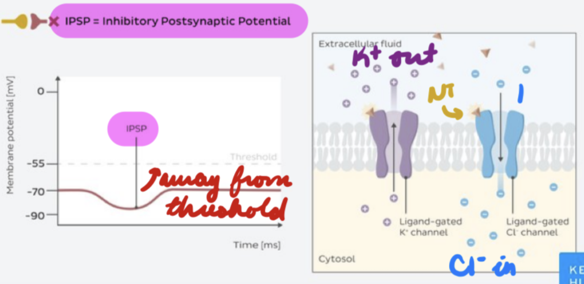 <p>Hyperpolarizing/depolarizing potential</p><ol><li><p>Post-synaptic receptors open = Anions enter</p></li><li><p>Summation = Post-synaptic neuron move away from threshold potential = Decrease AP firing</p></li></ol><p>NTs: GABA, glycine, dopamine, serotonin</p><p>Ex: GABAergic synapses, glycine synapses</p>
