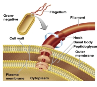 <p>motility via rotary motion</p><p>filament of monomers of protein arranged in chains</p><p>h antigen: protein</p><p>filament attached to protein attached to hook attached to basal body anchored to wall and membrane</p><p>required ATP</p><p>clockwise → tumbles; counterclockwise → runs</p>