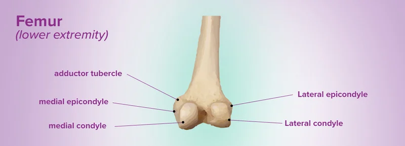 <p>What landmark within Femur?</p>