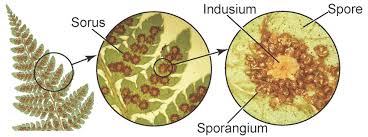 <p>Cluster of Sporangia (Plural: Sori)</p><p>-underside of ferns fronds</p><p>-contain spores</p><p></p>
