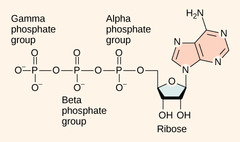 <p>3 negative phosphate groups</p><p>repel one another</p>