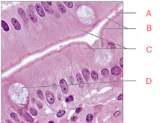 <p>B: surface of a cell covered with microvilli. increases surface area of a cell for absorption</p>