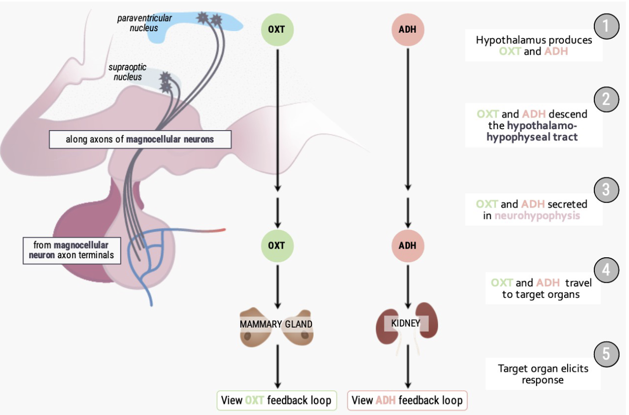 <ul><li><p><strong>Production:</strong></p><ul><li><p>Made by <strong>Paraventricular nuclei</strong> and <strong>Supraoptic nuclei</strong>.</p></li><li><p>Travel along <strong>magnocellular neurons</strong> to the posterior pituitary for release.</p></li></ul></li><li><p><strong>Oxytocin functions:</strong></p><ul><li><p><strong>Milk letdown reflex</strong> – triggered by sensory input (sight, sound, smell of infant).</p></li><li><p><strong>Uterine contractions</strong> – during childbirth and orgasm.</p></li><li><p>Possibly <strong>supports fertility</strong> by aiding sperm transport during orgasm.</p></li></ul></li><li><p><strong>Vasopressin (ADH) functions:</strong></p><ul><li><p><strong>Prevents urine formation</strong>, retaining fluid in the body.</p></li><li><p>Acts mainly at the <strong>kidneys</strong> to regulate water balance.</p></li></ul></li></ul><p></p>