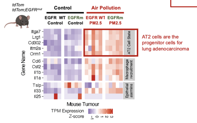 <ul><li><p>air pollution induces an AT2 transcriptional signature in lung tumors </p><ul><li><p>causes changes in the microenvironment that promotes progenitor-cells for lung tumors</p></li></ul></li></ul><ul><li><p>air pollution also affects immune cells (macrophages), not just AT2 cells</p><ul><li><p>can lead to suppressing anti-tumor responses and promoting AT2 cell proliferation</p></li></ul></li><li><p>RNA-seq of tumors revealed dysregulated pathways</p></li></ul><p></p>