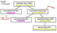 <p>intracellular fluid (ICF) and interstitial fluid (ISF)</p>