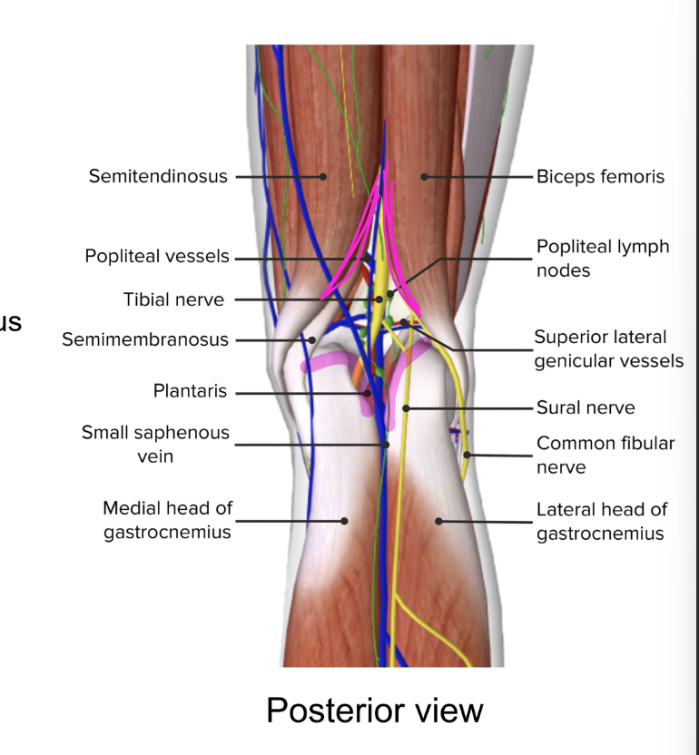<ul><li><p>diamond-shaped space post. to knee</p></li><li><p>borders:</p><ul><li><p>biceps femoris</p></li><li><p>semimembranosus</p></li><li><p>heads of gastrocnemius</p></li></ul></li><li><p>roof</p><ul><li><p>popliteal fascia</p><ul><li><p>covers back of knee</p></li></ul></li></ul></li></ul><p></p>