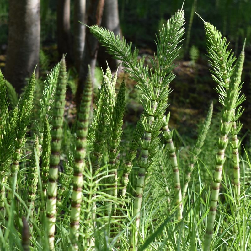 <p>Equisetum spp. </p>