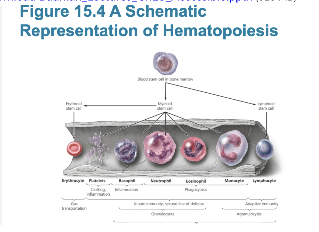 <p>types of leukocytes and their function</p>