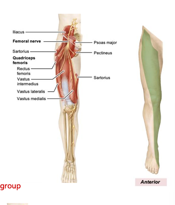 <p>sensory: anterior and inferomedial thigh, medial leg, medial foot, motor: anterior thigh muscles</p>