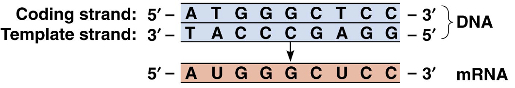 <p><span><strong>Messenger RNA Guides the Synthesis of Polypeptide Chains</strong></span></p><ul><li><p>how is mRNA transcribed?</p></li></ul><p></p>